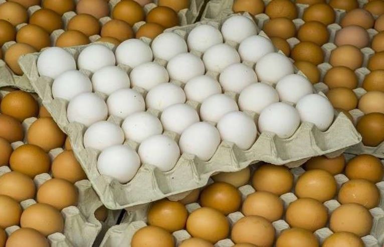 زراعة بغداد: تسويق أكثر من 74 مليون بيضة وآلاف الأطنان من الدجاج والأسماك